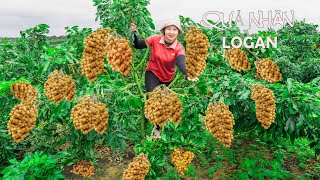 Lucia Harvesting Longan goes to the Market to Sell  Gardening | Lucia Daily Life