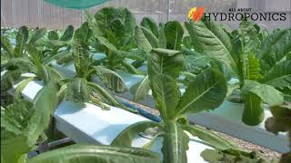 Celebrity All About Hydroponics Profile