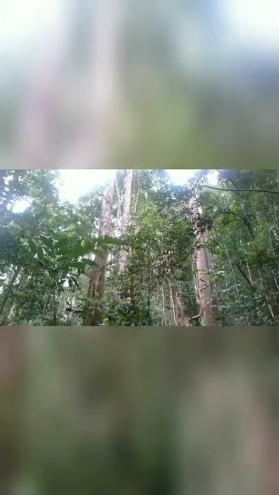 Suara Burung Tingang Kalimantan Di Gunung Bukit Raya #shorts