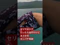 100円のジグ投げたらカンパチが釣れすぎた地獄#shorts