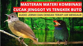 masteran burung juara materi kasar kombinasi cucak jenggot vs tengkek buto