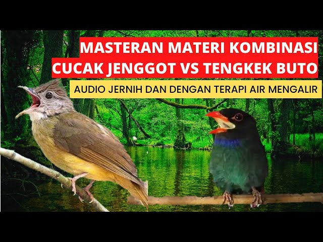 masteran burung juara materi kasar kombinasi cucak jenggot vs tengkek buto class=