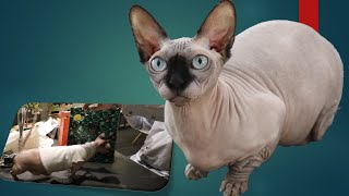 Best luxurious gift idea for hairless Bambino cats | nature decouverte by mamalize 502 views 3 years ago 4 minutes, 11 seconds