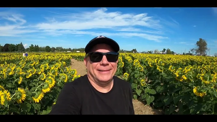 Sunflower Patch Lindsay