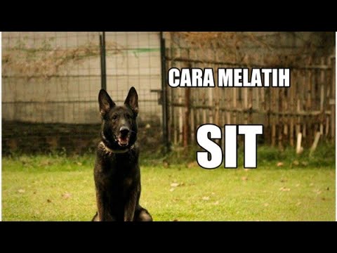Video: Cara Melatih Anjing Dewasa