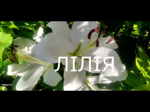РОСЛИНИ З ЯКИХ МОЖНА СТВОРИТИ ПРЕКРАСНИЙ КВІТНИК #subtitles #субтитры #subtitles #ukraine