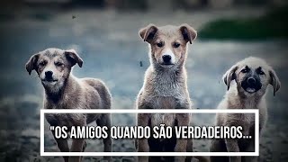 Download lagu Mensagem de amizade verdadeira