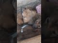 cuty puppies