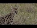 Pt 1 Safari Live&#39;s Sunset Safari Drive at 3:30 PM on Sept 13, 2017 ( Nkuhuma&#39;s &amp; Hosana )