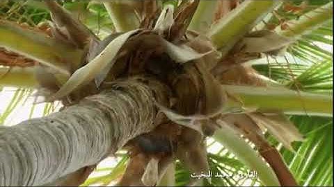 ( إن الله وملائكته يصلون على النبي يا أيها الذين آمنوا صلوا عليه وسلموا تسليماً ) تلاوة نجدية بيات