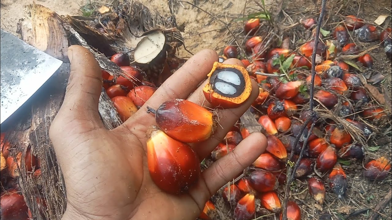 MANEN BUAH SAWIT JELANG LEBARAN 27.02,2026