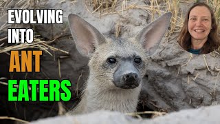 Animals Keep Evolving Into Anteaters - Why?