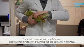 Vidéo Contention Iguane Hd