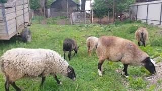 вівці романівської породи 0961626245