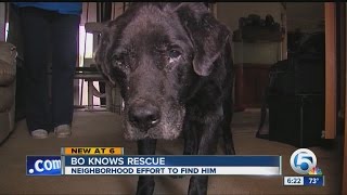 Deaf dog rescued