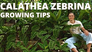 CALATHEA ZEBRINA Plant Care & Growing Tips (Zebra Plant / Prayer Plant), Grow Happy Calathea screenshot 5