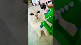 Cats vs Toys 😂 Funny Reactions You Can’t Stop Laughing At #shorts #funny