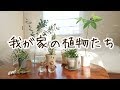 010  我が家の植物たち