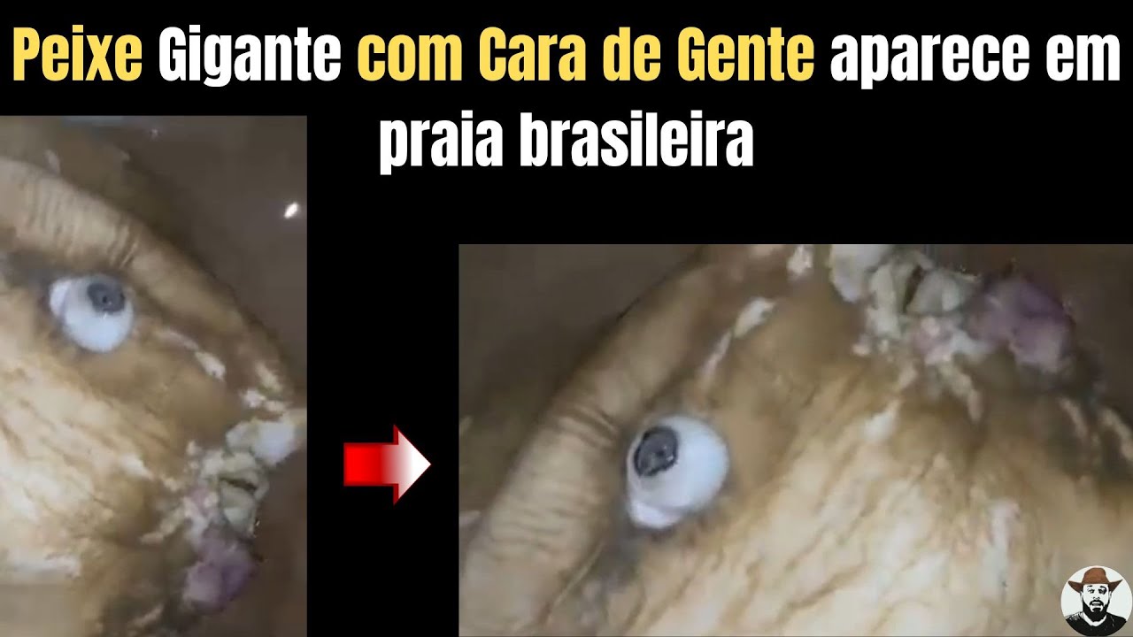 Peixe Gigante com Cara de Gente aparece em praia brasileira