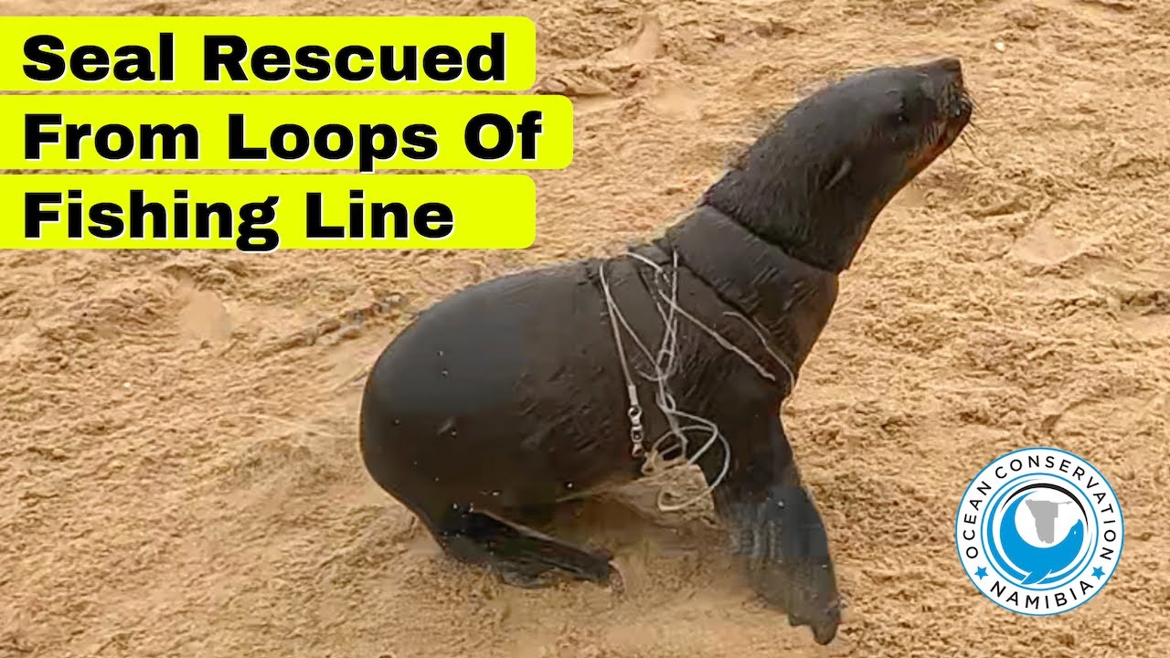 Seal Rescued From Loops Of Fishing Line - YouTube