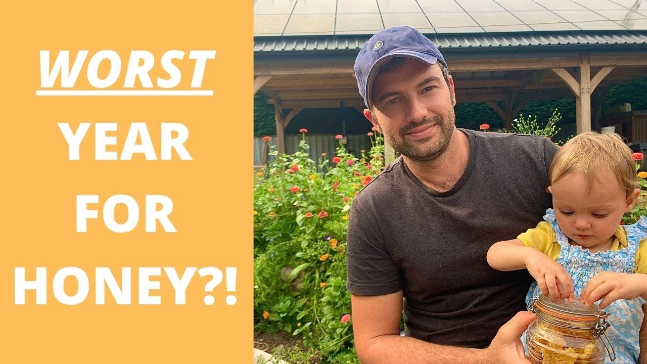 COLLECTING HONEY from a TOP BAR HIVE: Worst Honey Harvest for OFF GRID FAMILY so far!