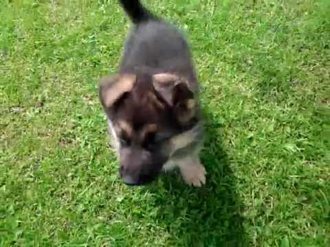 Betere Duitse Herder pups 7 weken oud aangeboden! - YouTube MB-19