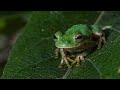 Rana arborícola 🐸 Calates (Rheohyla miotympanum)