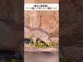 最強の奇襲者！？ワニの狙いが外れない理由とは！ #ワニの狩り #野生動物の真実 #自然の掟 #イボイノシシ #水辺の危険