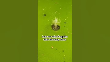 Trying to remove green stuff from pond ll #viral #snake #ytshorts #fact #ponds #alge #algae #video