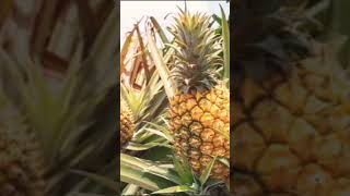 pineapple 🍍🍍#pineapple #pineapplecake #pineapplefarm #shortsfeed #viral #viralvideo #shorts