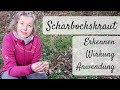 🌻 Scharbockskraut, der grüne Naturarzt - Wildkräuter erkennen, sammeln / Wirkung & Anwendung