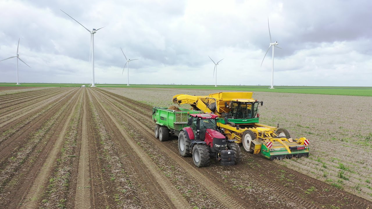 Aardappels rooien in de Flevopolder okt 2023