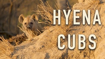 Spotted Hyena Cubs | ROAM with Xtina Parks | Short Episodes
