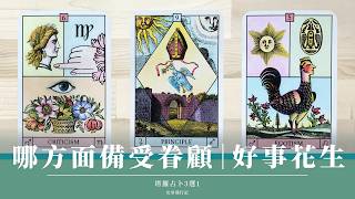 3選1｜念和平🏮慶元宵｜2026年哪方面開運招福 👛 備受眷顧？｜無時間限制 Timeless｜塔羅占卜