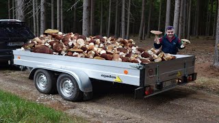 Mushrooms madness ! Giant mushrooms 2023. Picking WILD MUSHROOMS 2023, Extreme Boletus Edulis !