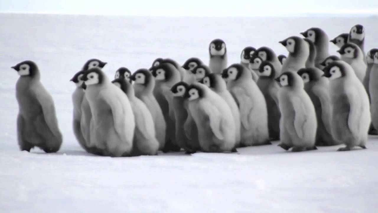 51 Baby Penguin Photos, Videos, And Facts That Will Have You Saying "Awwww!!" | Everywhere Wild | Penguins, Emperor Penguin, Baby Penguins