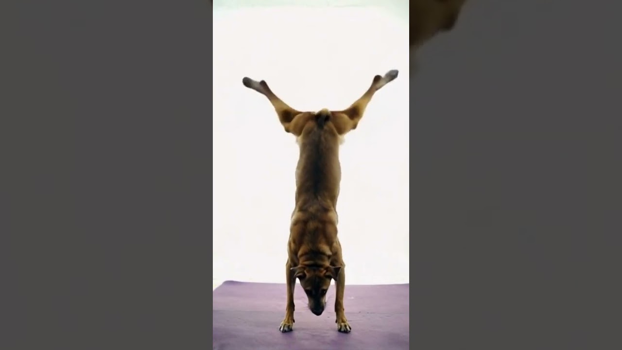 Yoga Dog🤣
