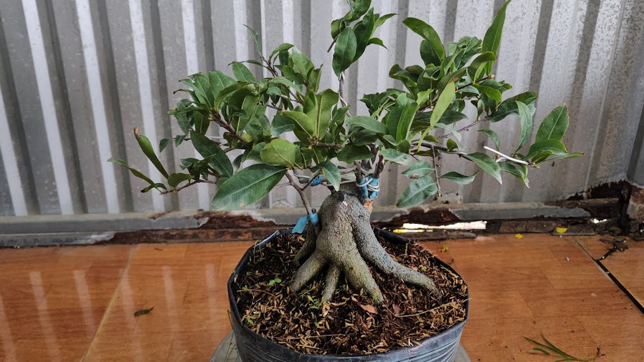 27/2🥰0368.79.79.89🥰27 CÂY  NHƯ Ý, NHỊ NGỌC TOÀN 350K/CÂY BAO SHIP 