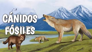 🐺ORIGEN y EVOLUCIÓN de los cánidos sudamericanos 🐕