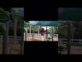 My Calisthenics Routine! #explore #calisthenics #workingout #athlete #fitness #nature #outside
