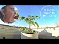 Mini Tomato Plant Growing - 45 Day Time lapse