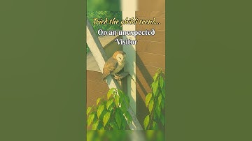 #ghibli #chatgpt #ai #ghibliart #ghiblistudio #ishowspeed #china #speed #animals #nature #trees