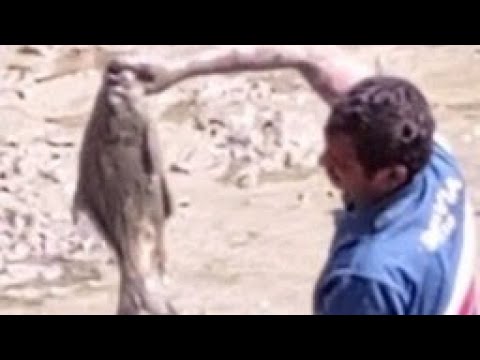 Amazing big katla fish catch by hand in mud water of village ll Best ...