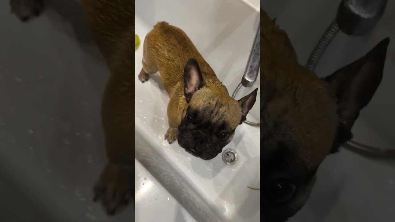 #французскийбульдог