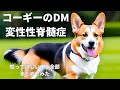 【獣医師がやさしく解説】コーギー の変性性脊髄症、DMについてまとめてみた症状、診断、原因、治療法、できること、マッサージの効果、余命