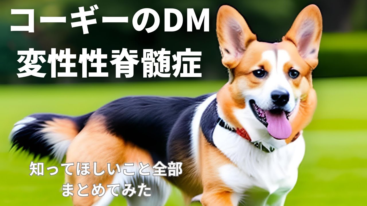 【獣医師がやさしく解説】コーギー の変性性脊髄症、DMについてまとめてみた症状、診断、原因、治療法、できること、マッサージの効果、余命