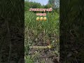 #дача #садоводничество #сад #огород #обзордачи #кухня #garden #огороднаподоконнике #дуэт #цветы