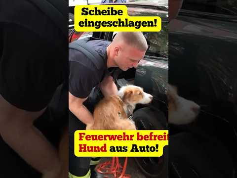 Hund alleine im Auto: Feuerwehr schlägt Scheibe ein und holt Tier aus Fahrzeug.