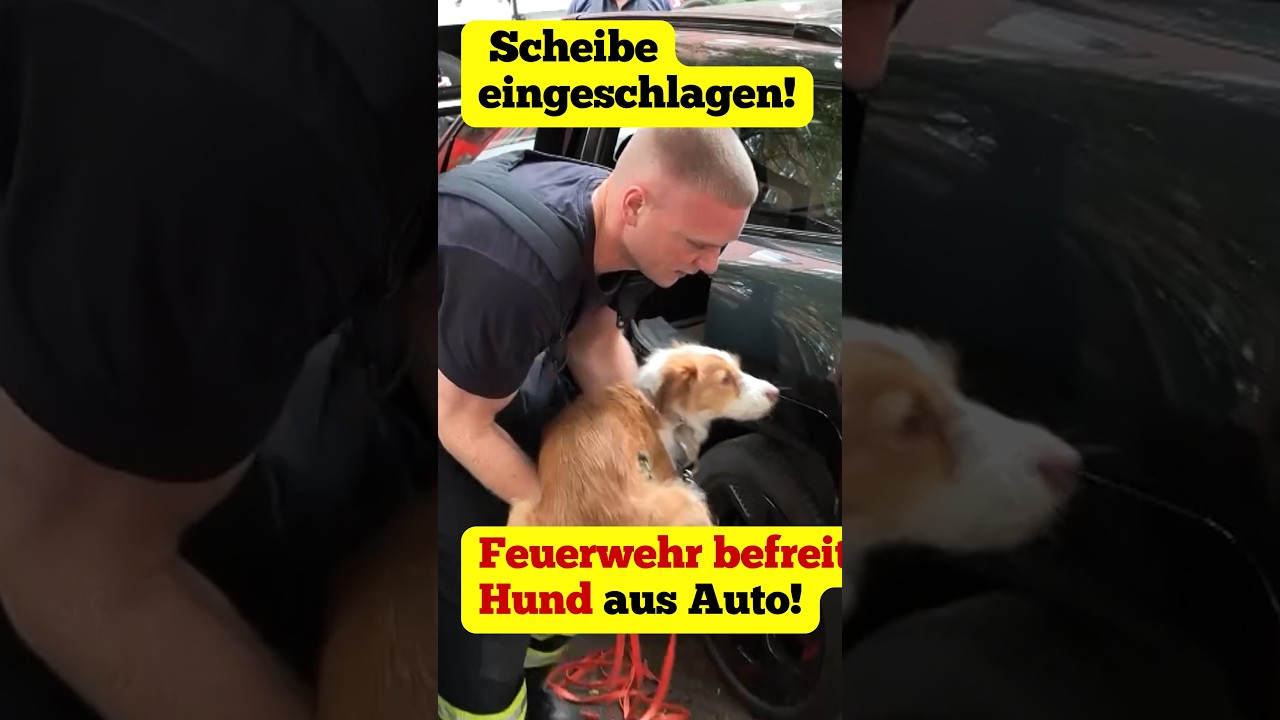 Hund alleine im Auto: Feuerwehr schlägt Scheibe ein und holt Tier aus Fahrzeug.