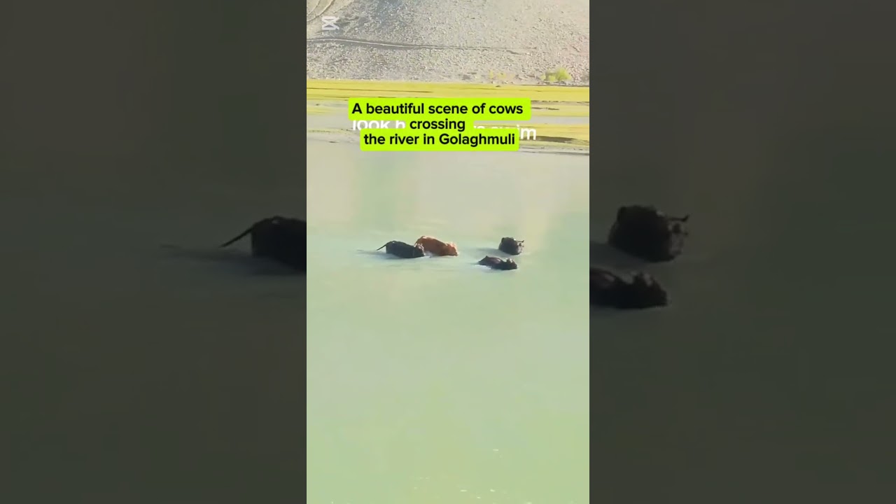 A beautiful scene of cows crossing the river in Golaghmuli valley | phander river | gilgit